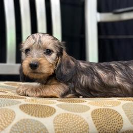Wire coat red Girl - Red female Dachshund puppy in Nashville, Arkansas from Whisenhunt Farms