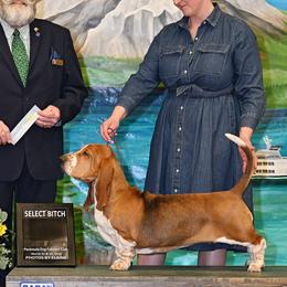 Basset Hounds and Labrador Retrievers from Prince Labradors