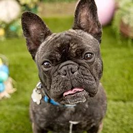 French Bulldogs from Willows French Bulldogs