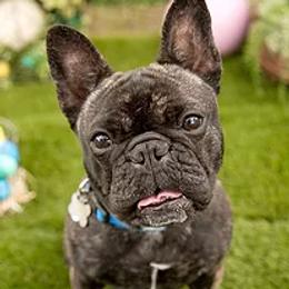 French Bulldogs from Willows French Bulldogs
