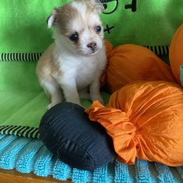 Monroe - Gold and white female Chihuahua puppy in Red Bluff, California from Aye Chihuahua