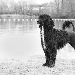 Portuguese Water Dog Puppies from Seaworthy PWD