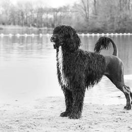 Portuguese Water Dog Puppies from Seaworthy PWD