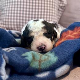 Pumpkin - Black and white male Bernedoodle puppy in Moreno Valley, California from Ayy_Doodles