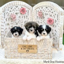 Havanese and Pug Puppies from Casa Blanca Pugs & Mardi Gras Havanese