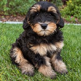RuffNutt - female Australian Mountain Doodle puppy in Wellsville, Utah from Stay Golden Doodles
