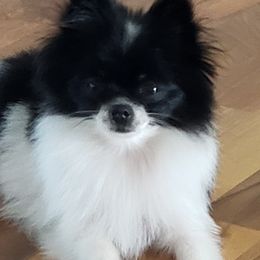 Pomeranian Puppies from Janet Clifton