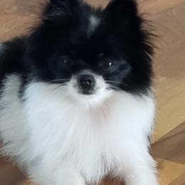 Pomeranian Puppies from Janet Clifton