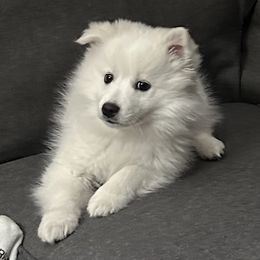 American Eskimo Dog Puppies from Mauzey Eskies