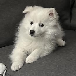 American Eskimo Dog Puppies from Mauzey Eskies