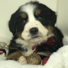 Bernese Mountain Dog and Cavapoo Puppies from Amani’s Doodles & Berners
