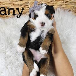 Albany - Tri-color female Bernedoodle puppy in Casa Grande, Arizona from AzDoodle Dandies