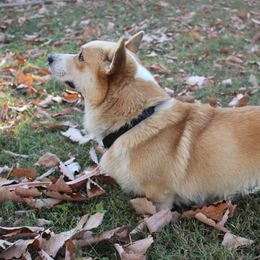Swagger - Pembroke Welsh Corgi