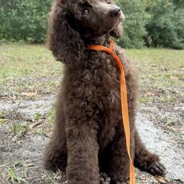 Poodle Puppies from Creek Side Kennels