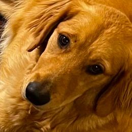 Penny - Golden Retriever