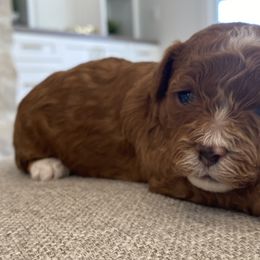 Bernedoodles, Cavapoos, Havanese, and Havapoos from Lady Paws Puppies - Cassie