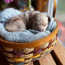 Sukki - Cream female Goldendoodle puppy in Glen Daniel, West Virginia from Dani’s Doodles