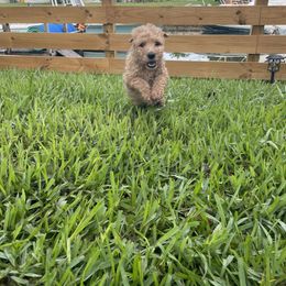 Goldendoodle Puppies from The Miller's Goldendoodles