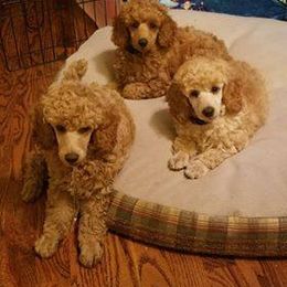 Poodle Puppies from Liberty Miniature Poodles