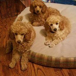 Poodle Puppies from Liberty Miniature Poodles