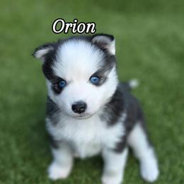 Orion - Black and white male Pomsky puppy in Fredericksburg, Virginia from Purely Pomskies