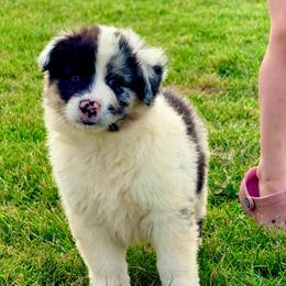 Spur - Blue merle male Australian Shepherd puppy in Mineral Wells, Texas from A6 Australian Shepards