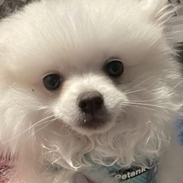 French Bulldogs and Pomeranians from Heartfelt Kennels