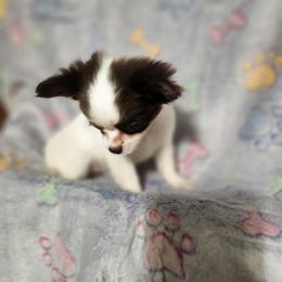 S'mores - Chocolate and white female Chihuahua puppy in Attleboro, Massachusetts from Treasured Hearts Chihuahuas and Toy/mini poodles