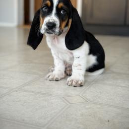 Basset Hound Puppies from Central Kentucky Basset Hounds
