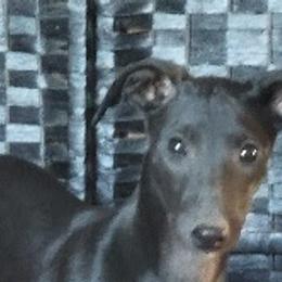 Whippets from Amulet Charm