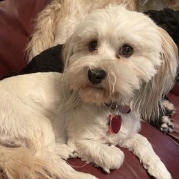 Brielle - Havanese