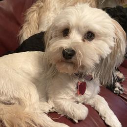 Brielle - Havanese