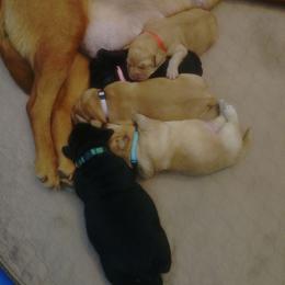 Nugget - Yellow male Labrador Retriever puppy in Prince George, Virginia from Kingdom Kenelz Labradors