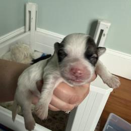 Boy 2 - Tri-color male Coton de Tulear puppy in Vancouver, Washington from Uptown Cotons