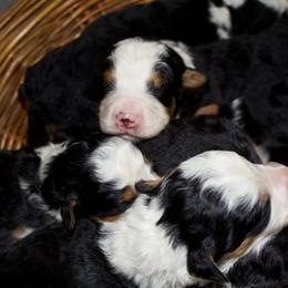 Male 6 - Tri-color male Bernedoodle puppy in Belgreen, Alabama from Scott’s Farm Poodles and Doodles