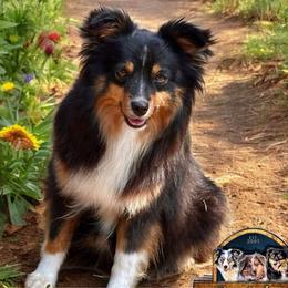 Midnight - Miniature American Shepherd