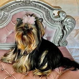Yorkshire Terriers from Perfectly Posh Yorkies