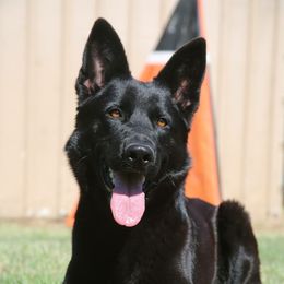 German Shepherds from Auf der Marquis German Shepherds