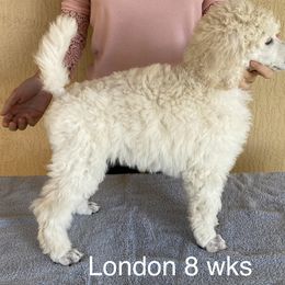 Poodle Puppies from Topsail Breeders