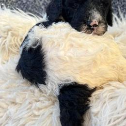 Goldendoodle and Poodle Puppies from Elizabeth Rocha's Doodles