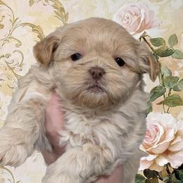 Cookie - Gold and white female Shihpoo puppy in Coshocton, Ohio from Forever Family Puppies