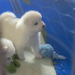 Samoyed and Shiba Inu Puppies from Wintermist Samoyeds