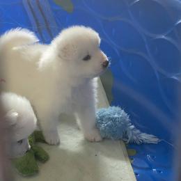 Samoyed and Shiba Inu Puppies from Wintermist Samoyeds