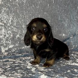 Runt - Black and cream male Dachshund puppy in Poteau, Oklahoma from Sisters Dazzling Dachshunds