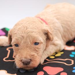 Red - Apricot female Labradoodle puppy in Lexington Park, Maryland from SUNNY SIDE DOODLES