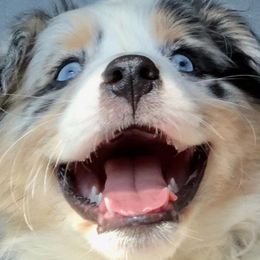 Australian Shepherd Puppies from Satterfield Family Farms