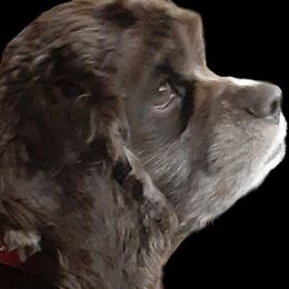 Missy - Cocker Spaniel