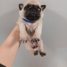 Oliver - Fawn male Pug puppy in Auburn, Kentucky from Prentice Family Pugs