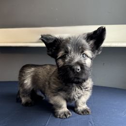 Killian - Fawn male Skye Terrier puppy in Pittston, Pennsylvania from Stars in the Skyes
