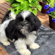 Green collar boy - Black and white male Cavatzu puppy in Oklahoma from Rocky Oak Cavaliers & Biewer Terriers LLC